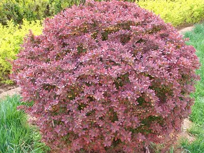 Βερβερίδα (Berberis vulgaris)