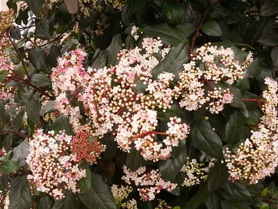 Βιβούρνο (Viburnum)