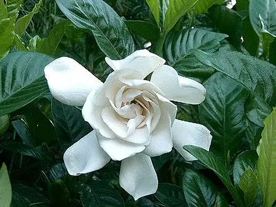 Γαρδένια (Gardenia)