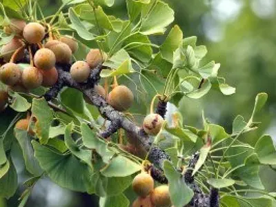 Γκίγκο (Ginkgo biloba)