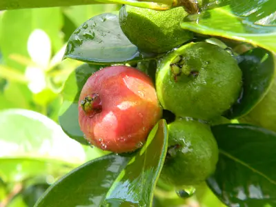 Γκουάβα (Psidium guajava)