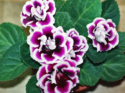 Γλοξίνια (Gloxinia)