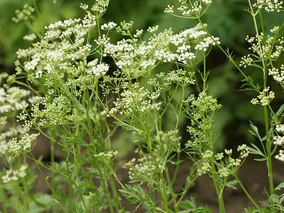 Γλυκάνισος (Pimpinella anisum)