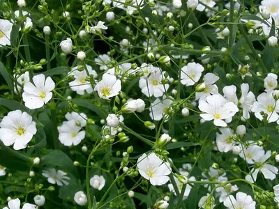 Γυψοφίλη (Gypsophila)