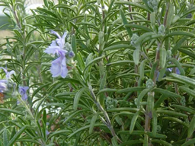 Δενδρολίβανο (Rosemarinus officinalis)