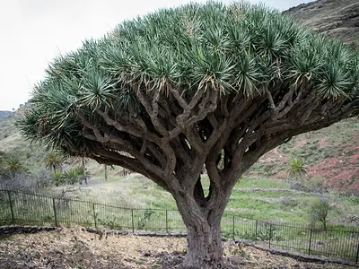 Δράκαινα κιννάβαρι (Dracaena draco)