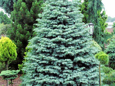 Ελάτη του Κολοράντο (Abies concolor)