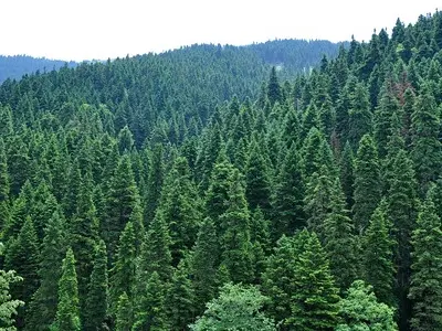 Έλατο (Abies)