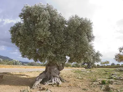 Ελιά (Olea europaea)