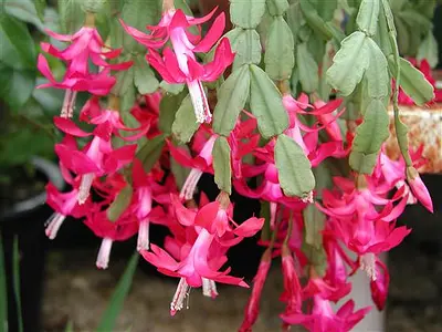 Επίφυλλο - Σλουμπεργκέρα (Schlumbergera - Zygocactus)