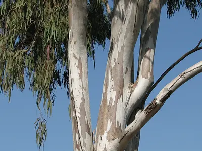 Ευκάλυπτος (Eucalyptus)