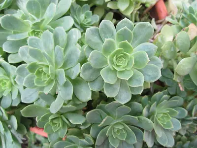 Εχεβέρια (Echeveria elegans)