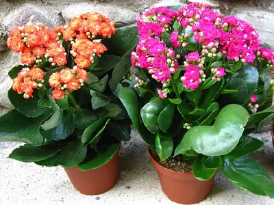 Καλαγχόη (Kalanchoe blossfeldiana)