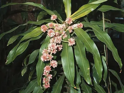 Δράκαινα αρωματική (Dracaena fragrans)