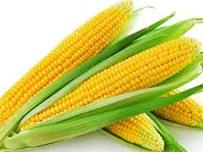 Καλαμπόκι (Zea mays)