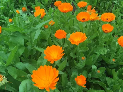 Καλέντουλα (Calendula officinalis)