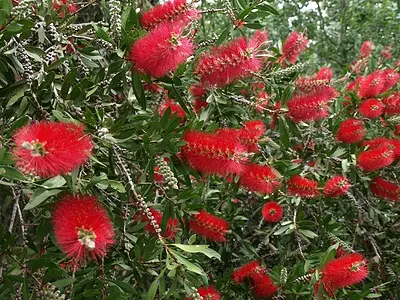 Καλλιστήμων (Callistemon)