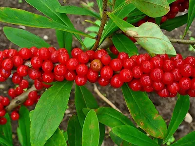 Δάφνη η μεζέρειος (Daphne mezereum)