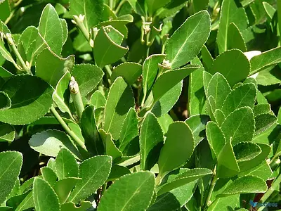 Δάφνη (Laurus nobilis)