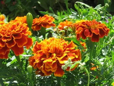 Κατιφές (Tagetes erecta)