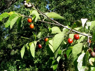 Κελτίδα - Μελικουκιά (Celtis australis)