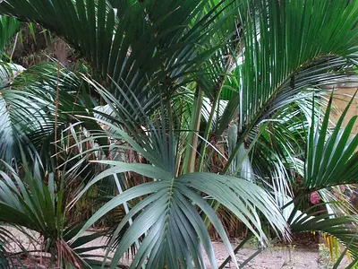 Κέντια (Howea forsteriana)