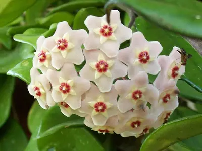 Κεράκι (Hoya carnosa)