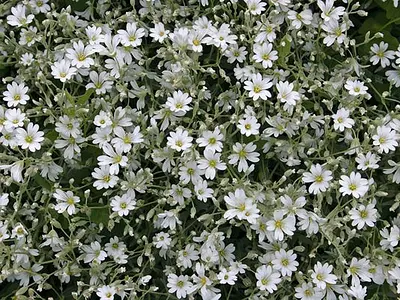 Κεράστιο (Cerastium tomentosum)