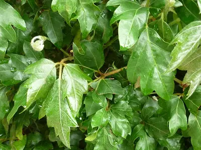 Κισσός (Cissus antarctica)