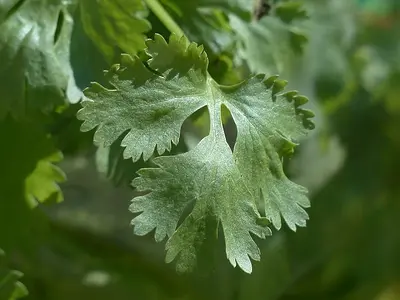 Κόλιανδρος (Coliandrum sativum)