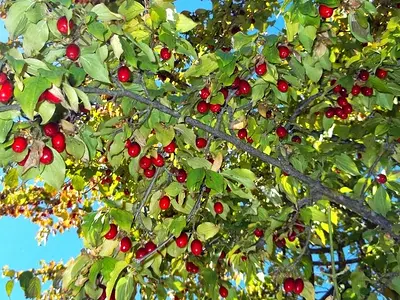 Κρανιά (Cornus sanguinea)