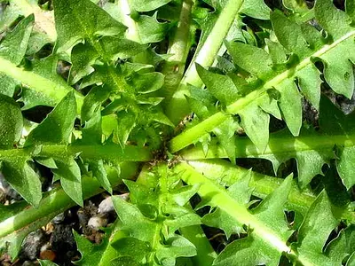 Αντίδια (Cichorium endivia)