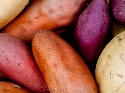 Γλυκοπατάτα - Sweet potatoes (Ipomoea batatas)