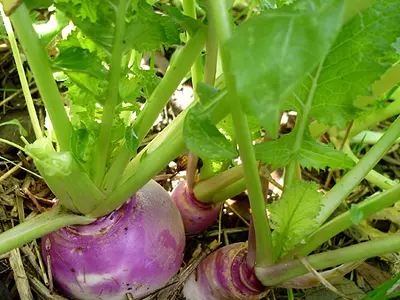 Photo Γογγύλια πράσινα - Turnip greens (Brassica Rapa)