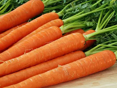 Καρότα - Carrots (Daucus carota)