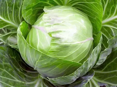 Photo Λάχανο - Cabbage (Brassica oleracea)