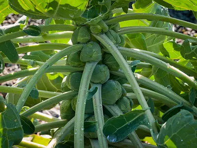 Photo Λαχανάκια Βρυξελλών - Brussels sprouts (Brassica oleracea)