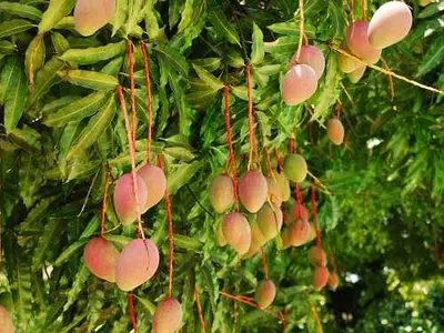 Photo: Μάνγκο - Mango (Mangifera)