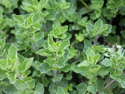 Μαντζουράνα (Origanum majorana)