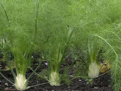 Μάραθο - Φοινόκιο (Foeniculum vulgare)