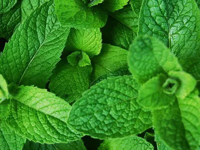 Μέντα (Mentha piperita)