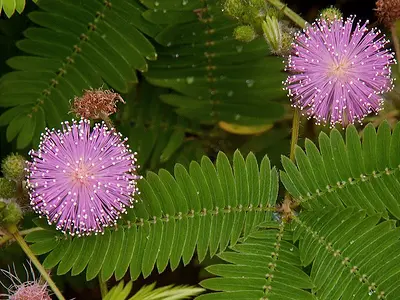 Μιμόζα μη μου άπτου (Mimosa pudica)