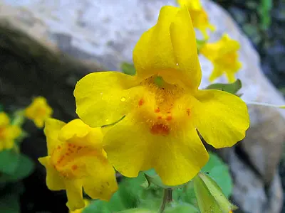 Μίμουλο (Mimulus)