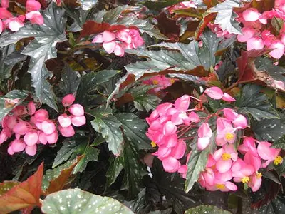 Μπιγκόνια (Begonia)