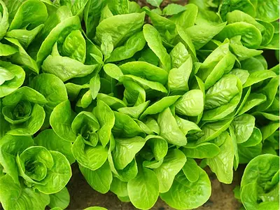 Μαρούλι - Lettuce (Lactuca sativa)