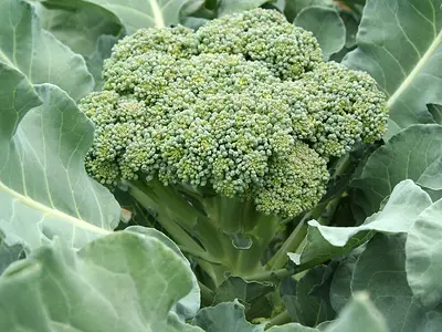 Μπρόκολο - Broccoli (Brassica oleracea)