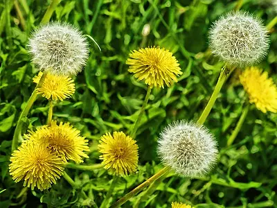 Ταραξάκο - Πικραλίδα (Taraxacum officinale)