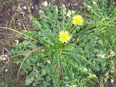 Ραδίκι -  Κιχώριο (Cichorium intybus)