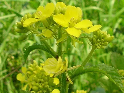 Σινάπι (Sinapis alba)