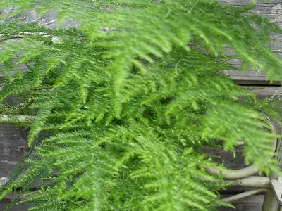 Σπαράγγι αράχνη (Asparagus plumosus)